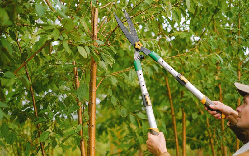 Tree trimming in Sicily Island, LA
